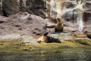 Espiritu Santo Island-10